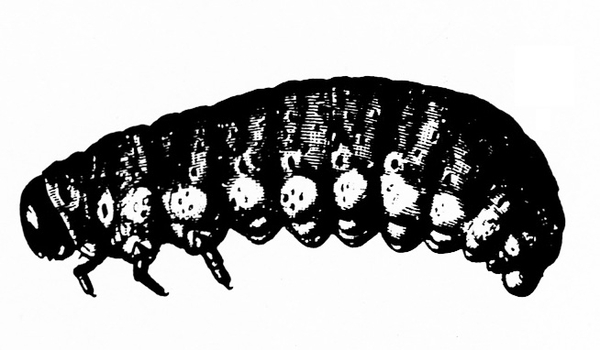 Side of dark-shaded grub with humpback. Light circles on edges of segments. Three legs under body near head. Bumps under back half of body. Black and white art.