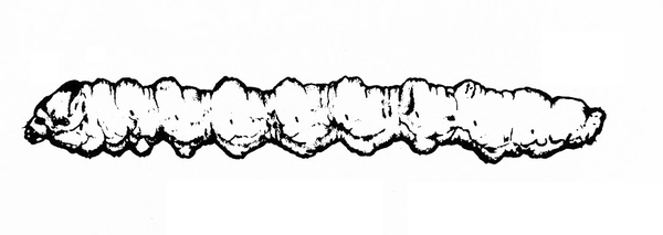 Long, heavily crinkled larva. No legs present. Black and white art.