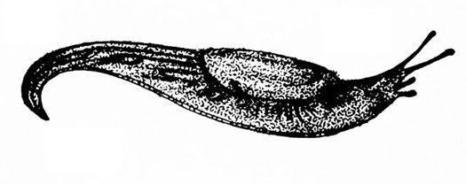 Slipper-shaped slug, heavily shaded with dark markings. Oval-shaped mantle apparent on top of body behind head.
