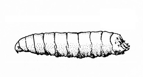 Side view of segmented maggot with pointed head and rounded rear. Black and white art.