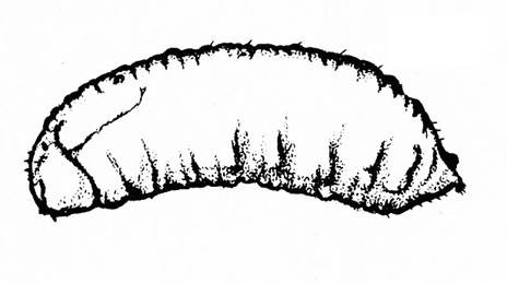 Very fat, legless, grub-like maggot in side view. Pointed at rear. No head capsule visible. Black and white art.