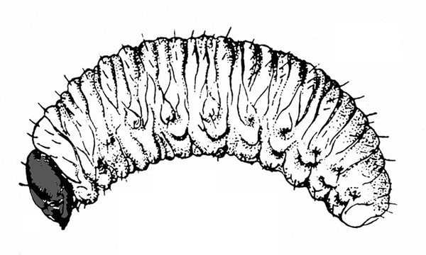 Very fat, wrinkled grub with many segments. Short hairs and spots on body. Dark, pointed head. Black and white art.