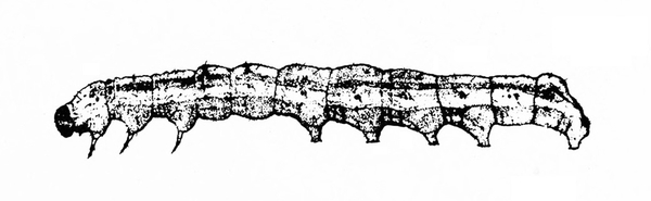 Top view of caterpillar with small, dark head. Three legs under body behind head. One anal and four abdominal prolegs visible. Black and white art.