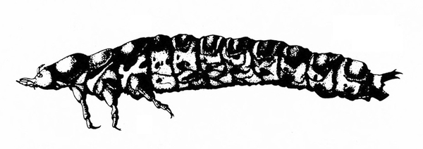 Side view of larva. Pointy jaws on left of head. Three legs on thorax. Slender abdomen segmented with dark patches on top of each. Two protrusions at tail end.