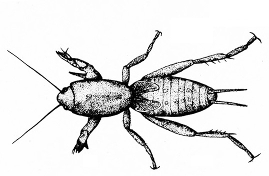 Top view of mole cricket nymph. Pronotum and abdomen have pronounced egg shape. Pair of legs at narrow midsection. Short, thick front legs. Long back legs.