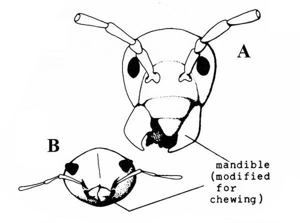 Close-up of two beetle heads with lines pointing to mandibles that are modified for chewing. Black and white art.