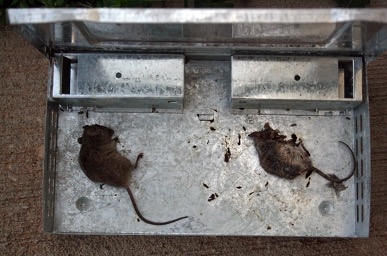 mice in a live catch trap