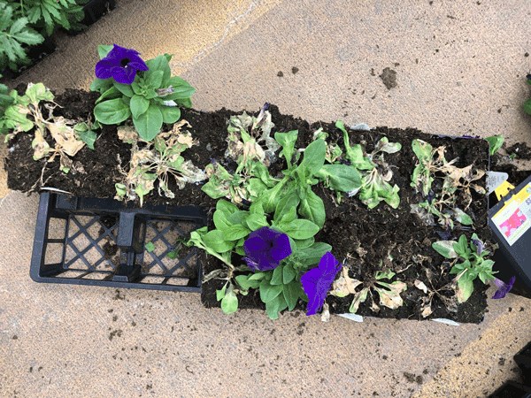Petunia plants affected by white mold.