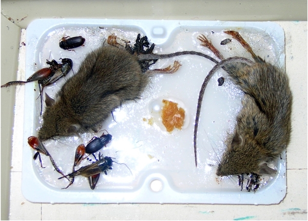 mice on glue board