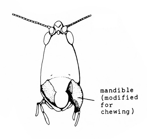Close-up of grasshopper head with line pointing to the mandible modified for chewing at lower right. Black and white art.
