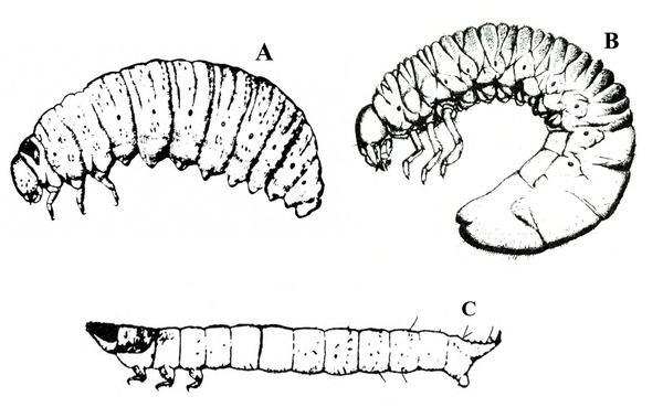Side views of grubs with legs on 3 segments behind head. A: plump grub, short legs; B: C-shaped grub, thick tail end, long legs; C: slender grub, pointed head and tail, short legs