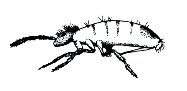 Side view of insect with flat underside and domed back. Hairy head and antennae. Black and white art.