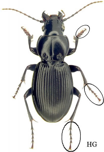 Close up view of beetle with circles identifying tarsal segments on legs.