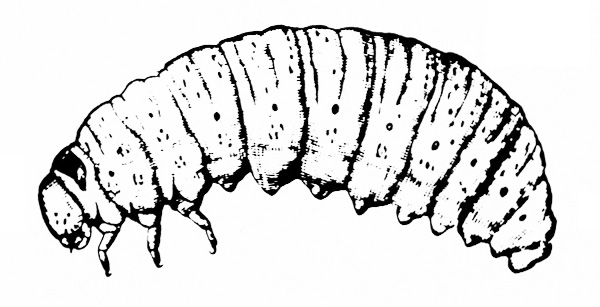 Left side view of slightly curled, plump, light-colored grub with three legs near head. Small, black dots on outer edges of body segments. Black and white art.