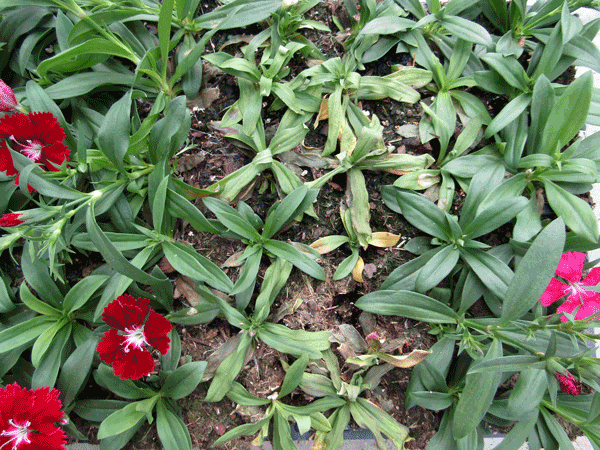 An example of southern blight on Dianthus.