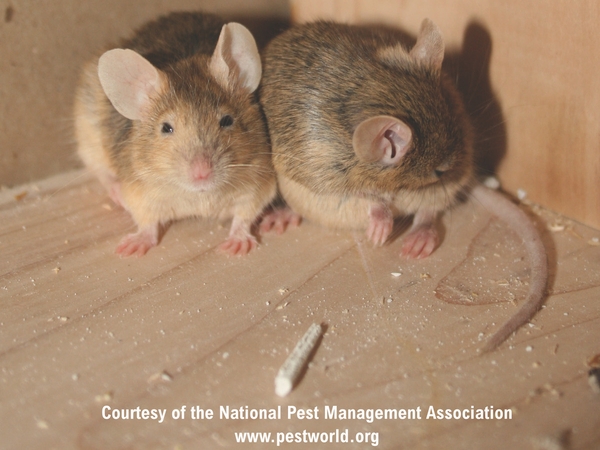 Thumbnail image for Surveillance and Management of Common Structure-Invading Mice