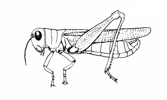 Side view shows legs with hind leg bent upward at 45-degree angle. Slim, tapered wing extends just past end of abdomen. Black and white line art.