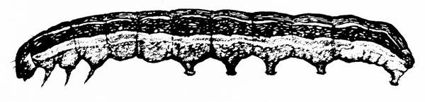 Side view showing three front legs, five prolegs, and small, downward-pointed head. Upper half of body shaded dark. Bottom half lighter. Black and white art.