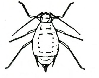 Top view of oval-bodied insect showing six spindly legs, two antennae. Two cornicles and a cauda at tip of body. No wings present. Black and white art.