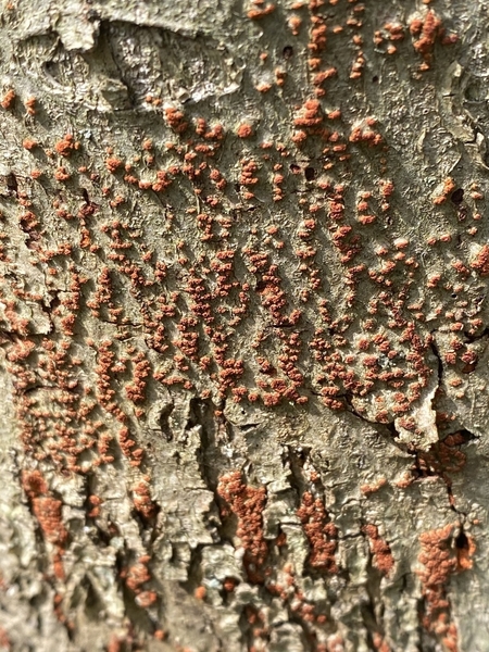 Close-up oif tree bark with small orange bumps on it