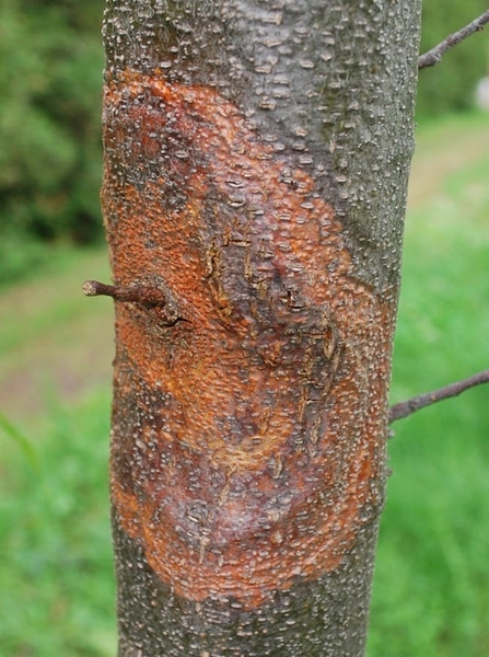 Tree bark with red-orange circular patch