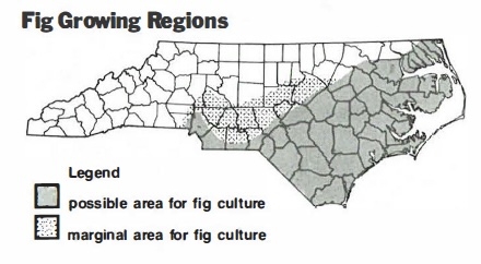 Map of North Carolina with shaded area showing possible area for fig culture and dotted section for marginal area for fig culture. Figs are grown over much of eastern North Carolin