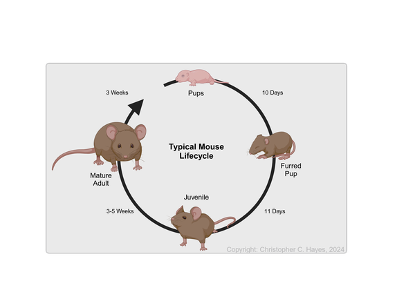 mouse lifecycle