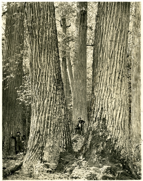 A black and white image of people standing at the base of very large trees