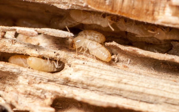 Termite workers