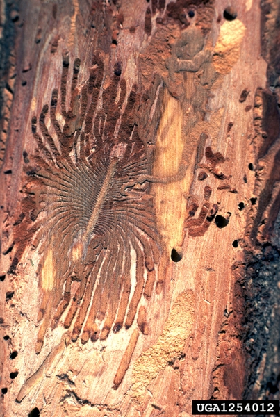 Inner bark of a tree with centipede-shaped tunnels in it.