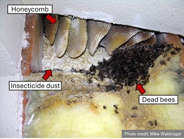 Exposed hive within a wall void. Honeycomb, insecticide dust, and dead bees are labeled.