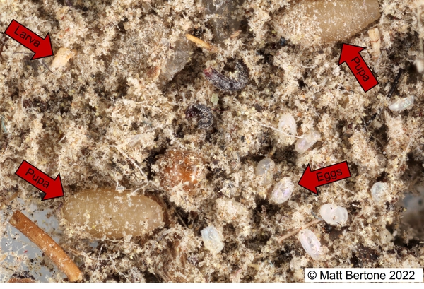 Debris containing flea eggs, larvae, and pupae.