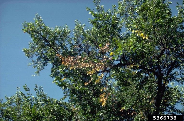 Green tree top with one dead branch, yellow and wilted