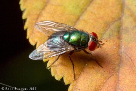 Close-up photo of an adult blow fly on a leaf