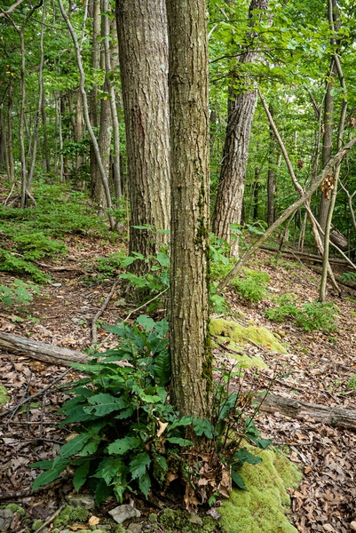 Tree trunk with green branches growing out of base near soil