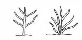 Line drawings. Tree is characterized by a single upright trunk with several spaced branches extending outward from it. Bush illustrated with multiple thin branches from base