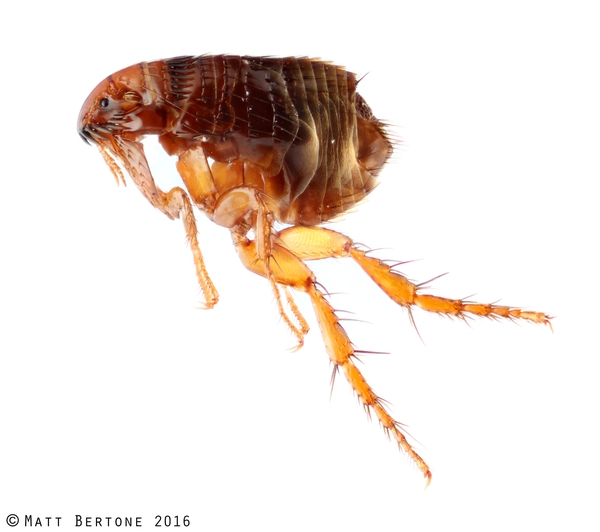 An adult flea