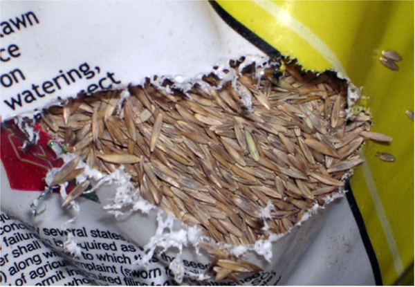 mouse damage seed bag