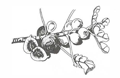 Illustration of a fig branch showing fruit and leaves as well as cross section of split fruit.
