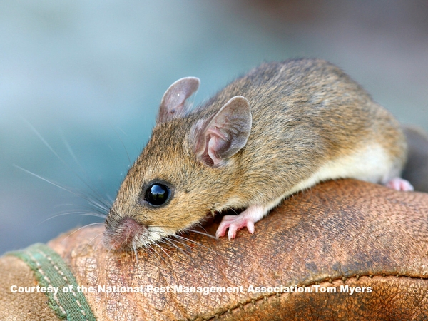 Deer mouse