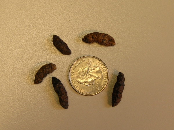 Norway rat feces next to a coin for scale