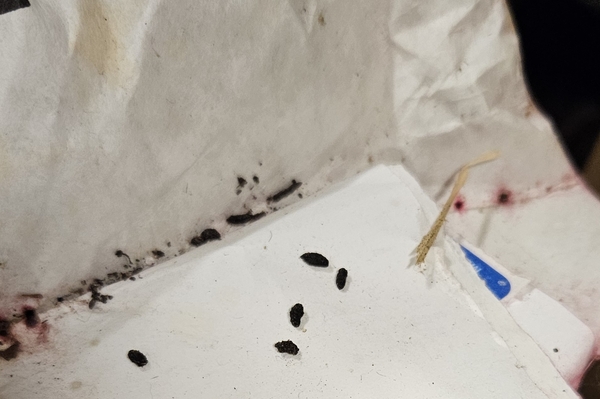 Mouse poop on a bag