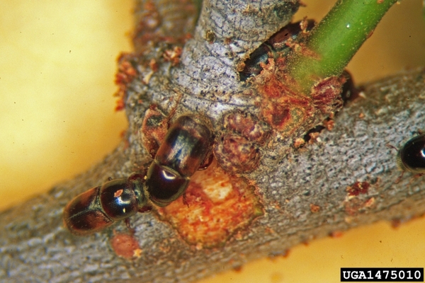 Several brown and black beetle on tree bark