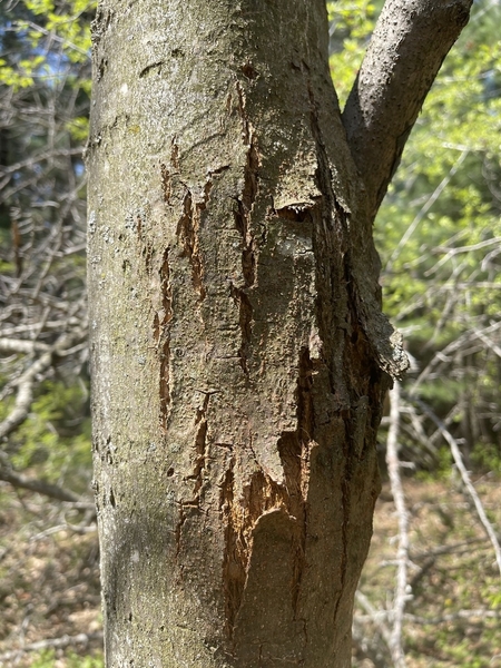 Swelling of tree trunk, splits in bark on swollen area