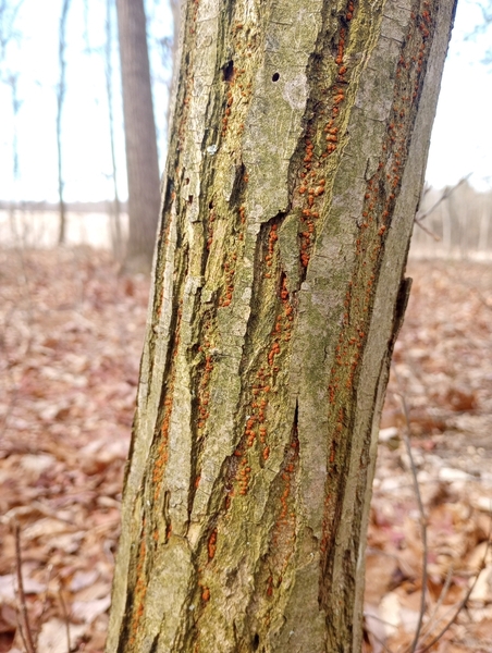 Orange cracks on otherwise brown bark of tree