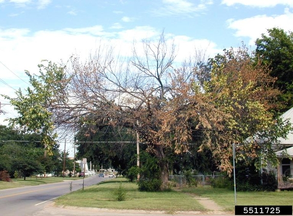 Street tree with some dead branch and some yellow and brown branches-- entirely affected