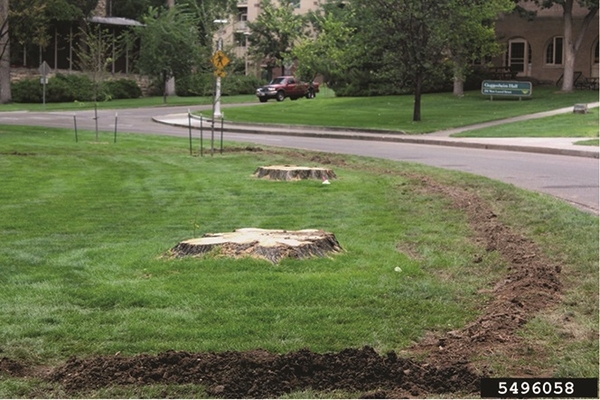 Tree stumps in a green lawn