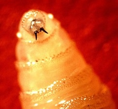 A blow fly maggot.