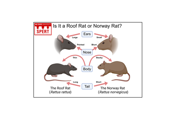 rat comparison