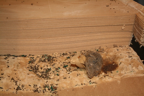 mouse surrounded by poop